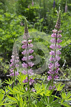 Lupines