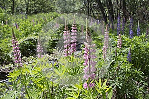 Lupines