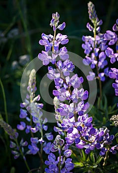 Lupines in the Afternoon Light