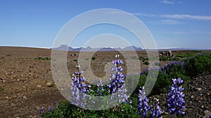 Lupines at begin Kjolur route