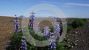 Lupines at beginning Kjolur route