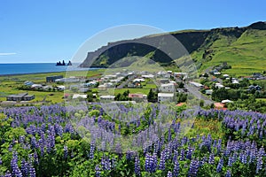 Lupines Blooming above Vik i Myrdal, South Coast of Iceland