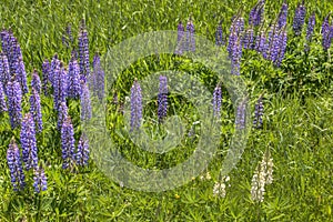 Lupines blooming in Duluth Minnesota during Summer