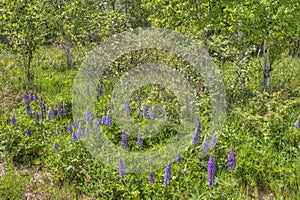 Lupines blooming in Duluth Minnesota during Summer