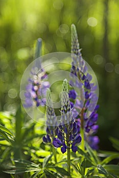 Lupines blooming in june in Finland with green background