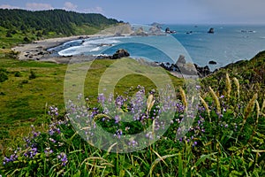 Lupines border view of spectacular coastline view near Brookings, Oregon