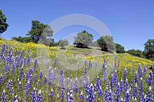 Lupines, California Poppies, and Oak Trees