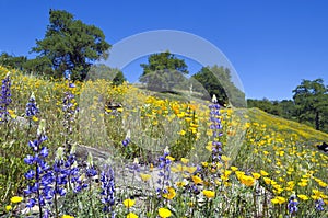 Lupines, California Poppies, and Oak Trees