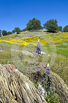 Lupines, California Poppies, and Oak Trees