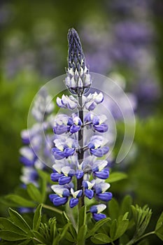 Lupines