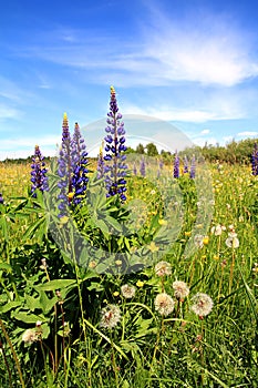 Lupines on field