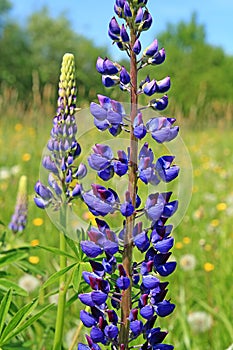 Lupines on field