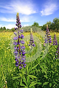 Lupines on field