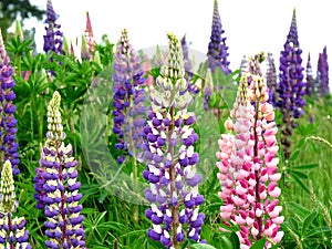 Lupines in a Field