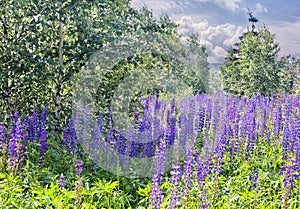 Lupines field