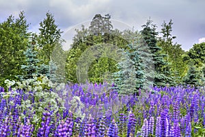 Lupines field