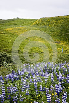 Lupines in a field of flowers