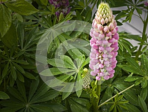 Lupines flower