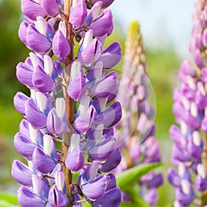 Lupines flowers