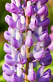 Lupines flowers close-up