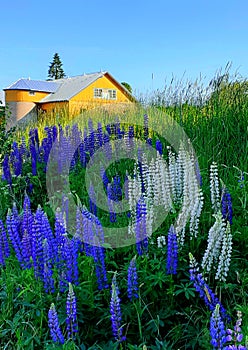 Lupines, flowers, village, field, summer,