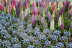 Lupines and forgetmenots in colourful display