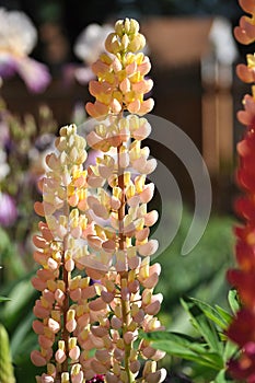 Lupines in the garden.