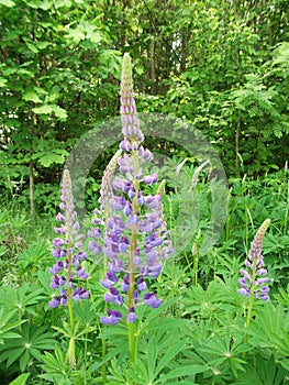 Lupines in the grass. Summer flowers. Vertical photo