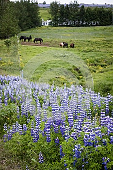 Lupines and horses in Iceland