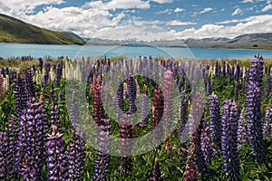 Lupines of Lake Tekapo, New Zealand