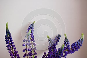 Lupines on the light pink background minimal photo