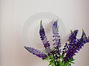 Lupines on the light pink background minimal photo
