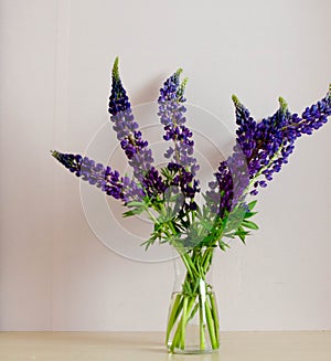 Lupines on the light pink background minimal photo