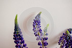Lupines on the light pink background minimal photo