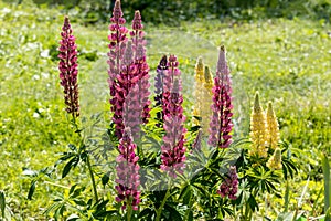 Lupines, lupine plant with pink, yellow, purple flowers growing in the garden