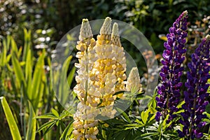 Lupines, lupine plant with pink, yellow, purple flowers growing in the garden