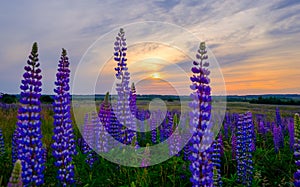 Lupines in a meadow at sunset