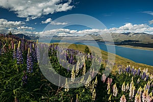 Lupines on Mount John, New Zealand