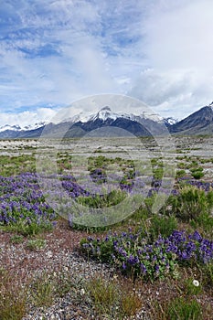 Lupines and Mt. McCaleb, Idaho