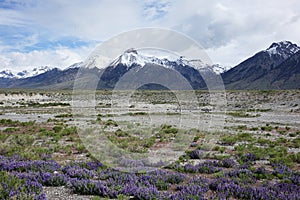 Lupines and Mt. McCaleb, Idaho