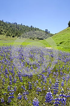 Lupines and Oak Trees