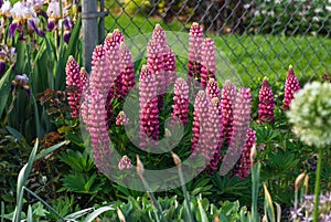 Lupines of a pretty pink color growing in a garden by a chain link fence