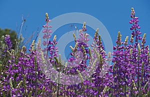 Lupines Reaching for the Sky