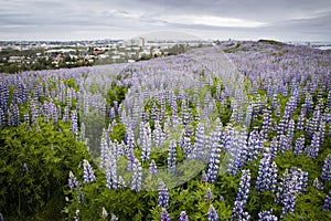 Lupines in ReykjavÃ­k, Iceland