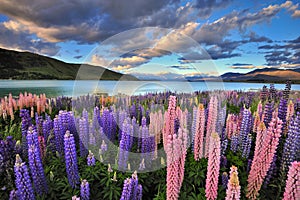 Lupines on the shore of Lake Tekapo