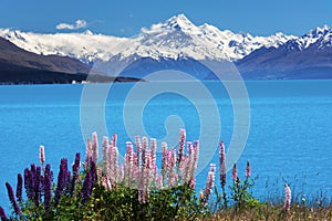 Lupines on the shore of Mt.Cook, New Zealand