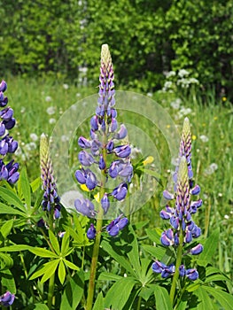 Lupines in a summer field