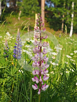 Lupines in a summer field