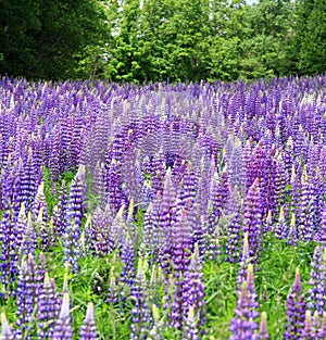 Lupins