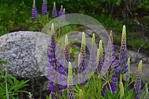 Lupins